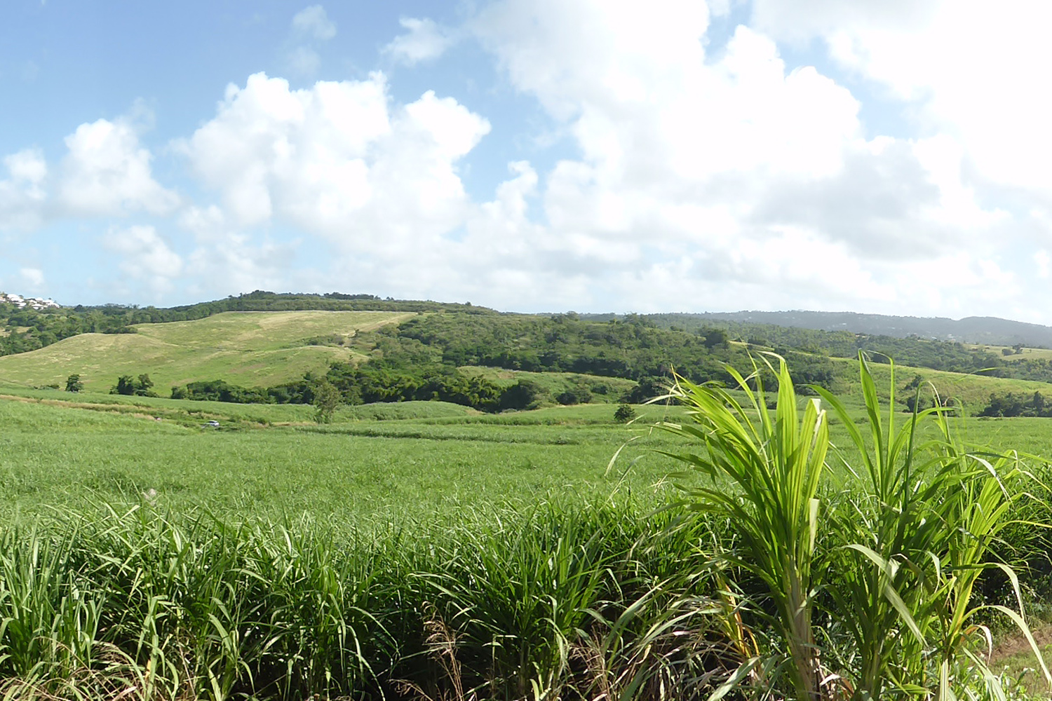 Les Côteaux aujourd'hui où se trouvait la plantation Dillon © Marc Sassier