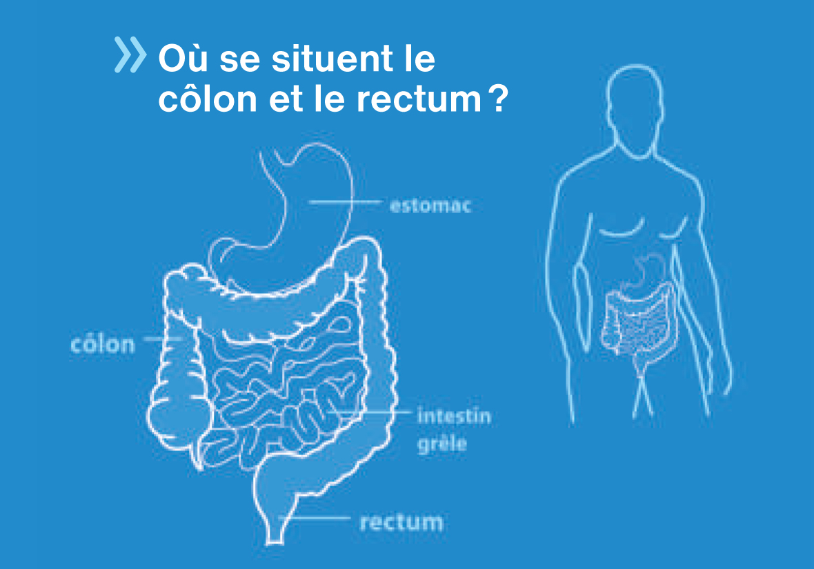 Où se trouvent le côlon et le rectum ?