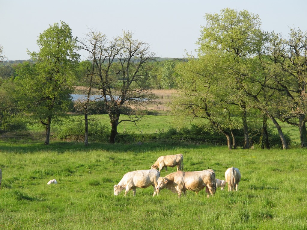Vaches au Grand Aslon, Lingé