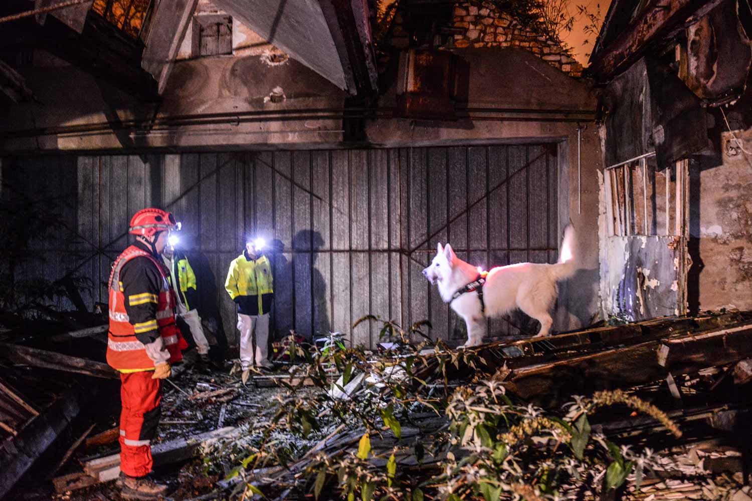 Les chiens ont permis de retrouver rapidement les victimes