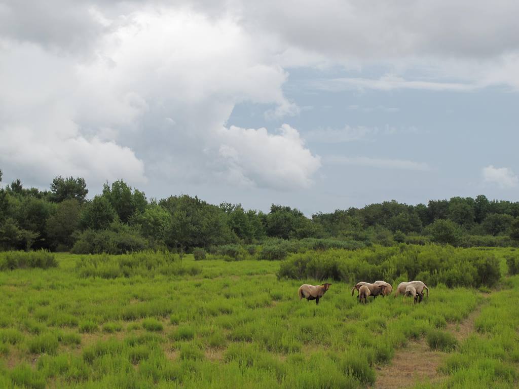 Moutons solognots sur les brandes de Miclos, Saint-Michel-en-Brenne