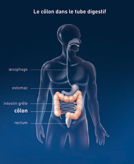 Le colon dans le tube digestif