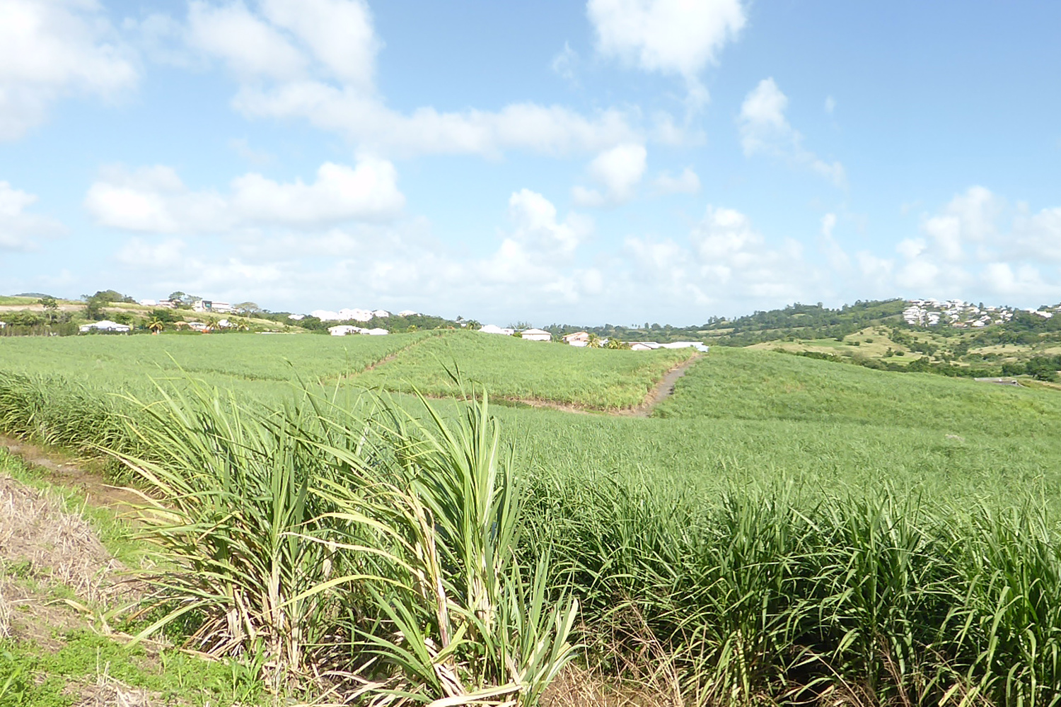 Les Côteaux aujourd'hui où se trouvait la plantation Dillon © Marc Sassier