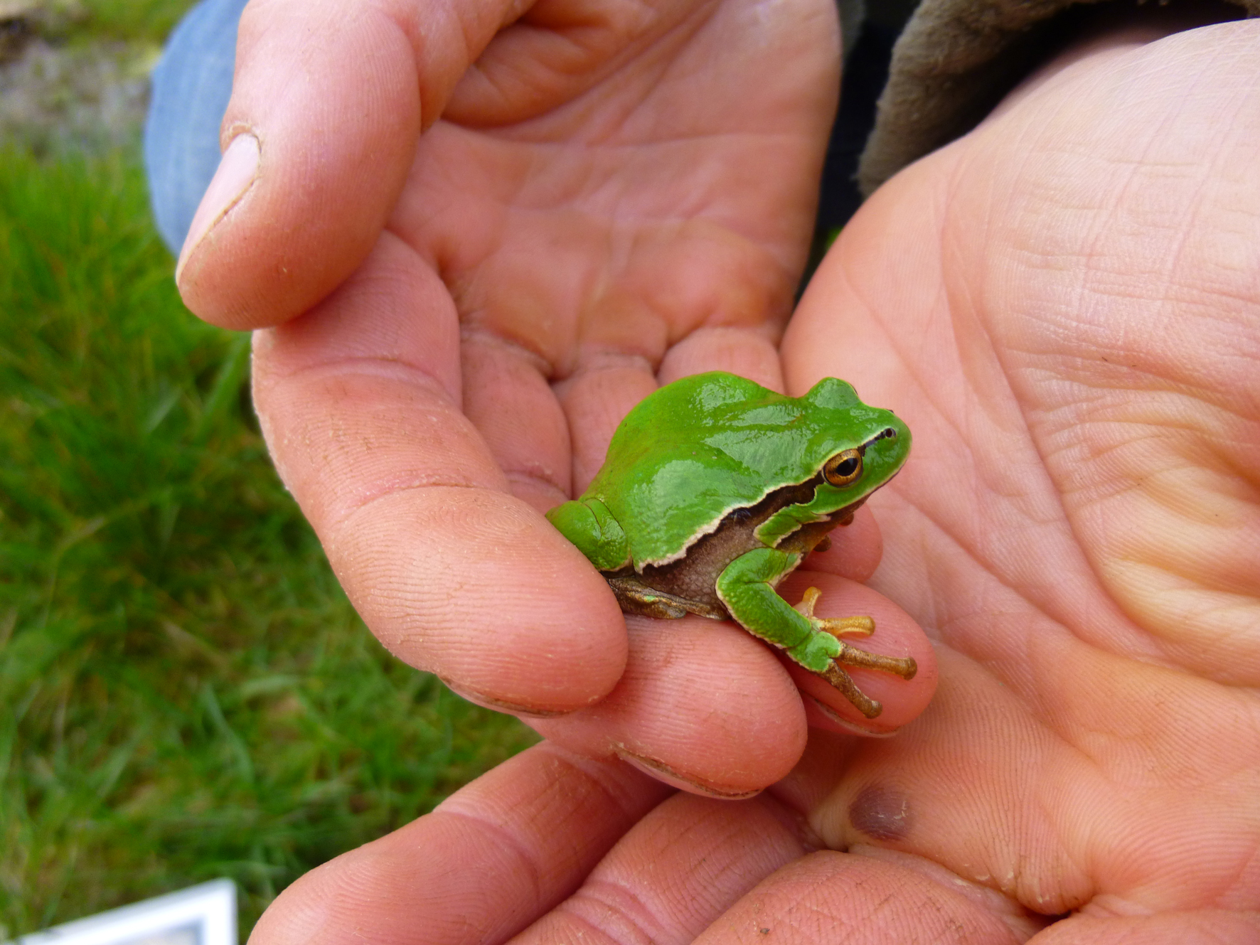 Une rainette arboricole observée lors de la précédente campagne