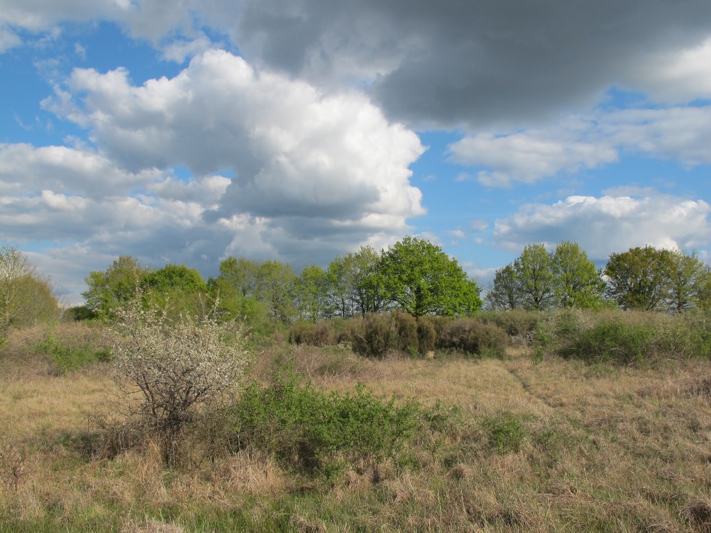 Friche des Rondières, Saint-Michel-en-Brenne